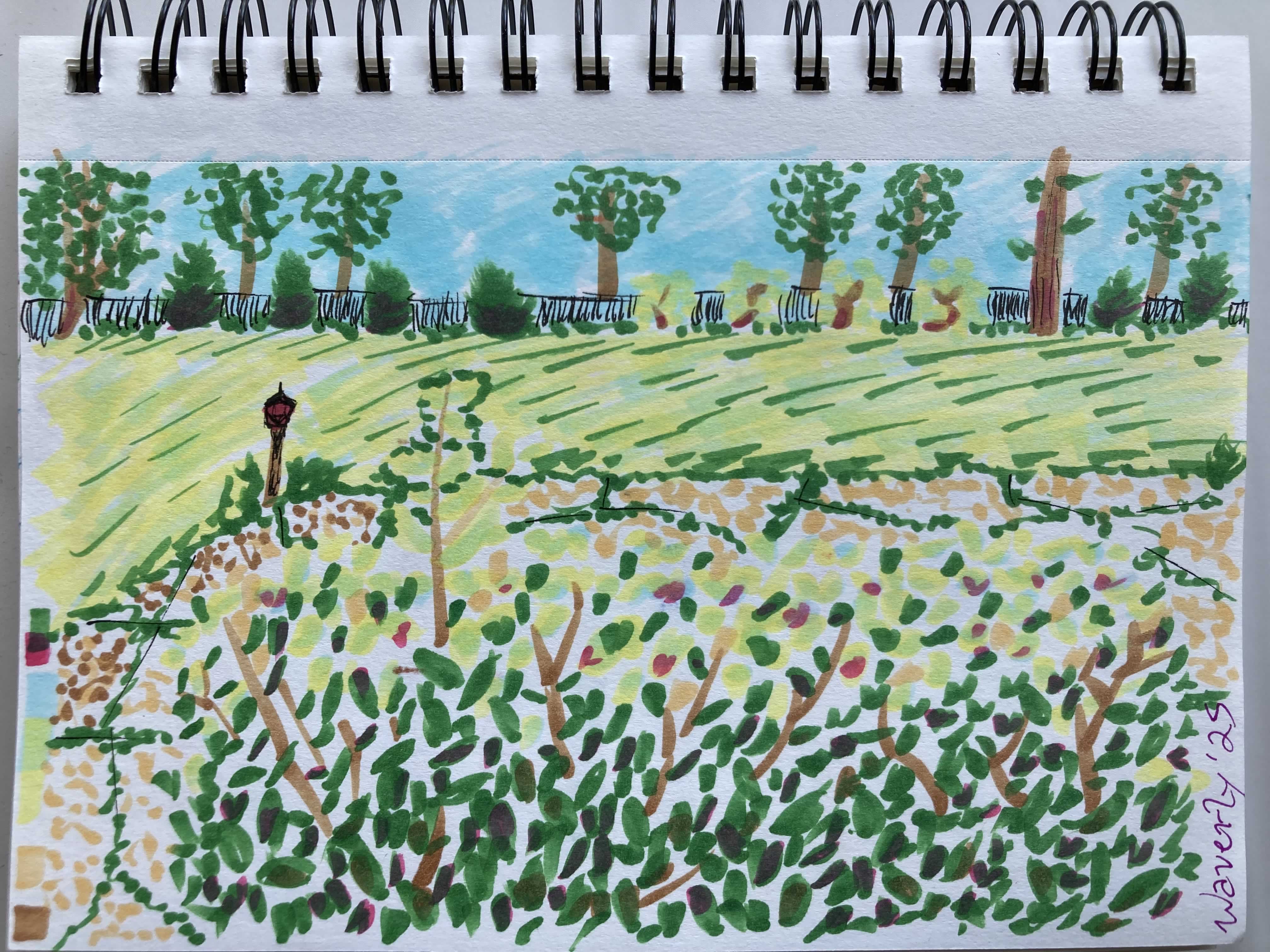 A marker drawing of a yard.  Shrubs fill the foreground, partially covering up the cracked stone patio.  A small lamp marks the boundary betwen the patio and the grass-filled area.  At the edge of the yard, small conifers stand out against the neighbor's metal fence.  Large oaks set the backdrop alongside a blue sky.