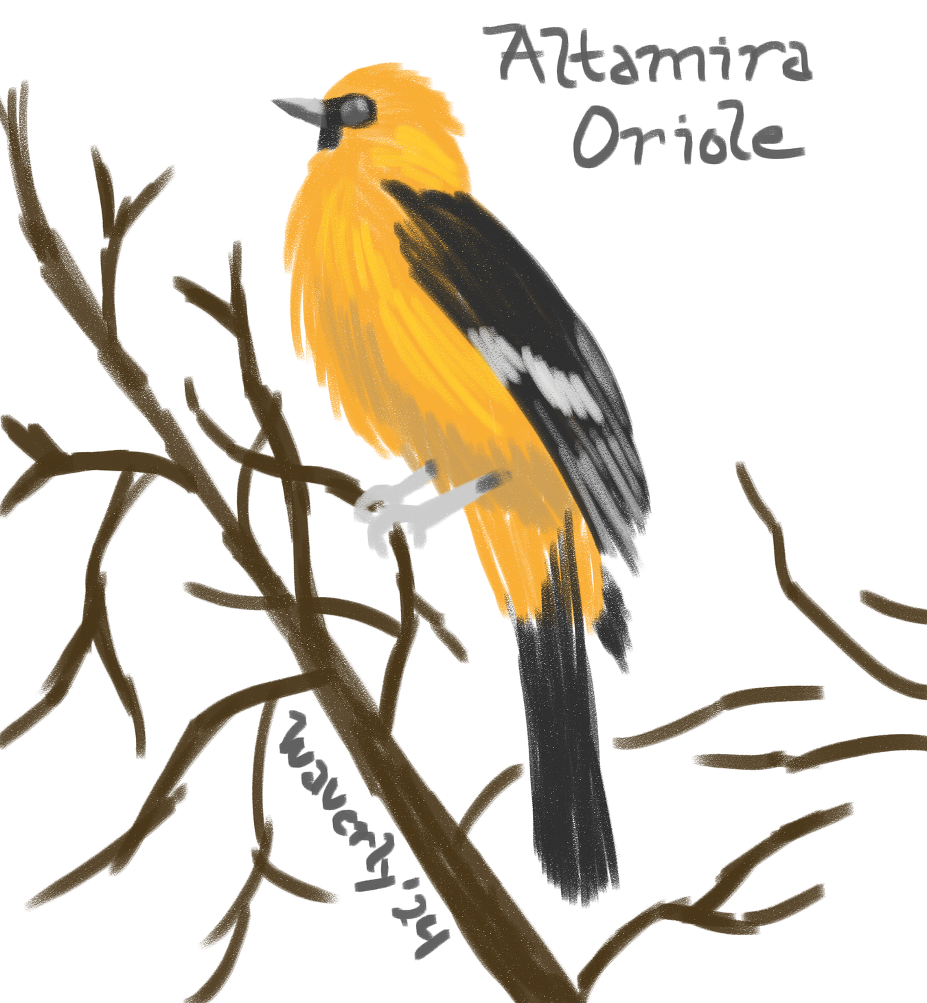 A sketch of an Altamira Oriole. It is clinging to some short branches near the top of a tree. Its body is a nice orange while its wings are dark with white stripes.