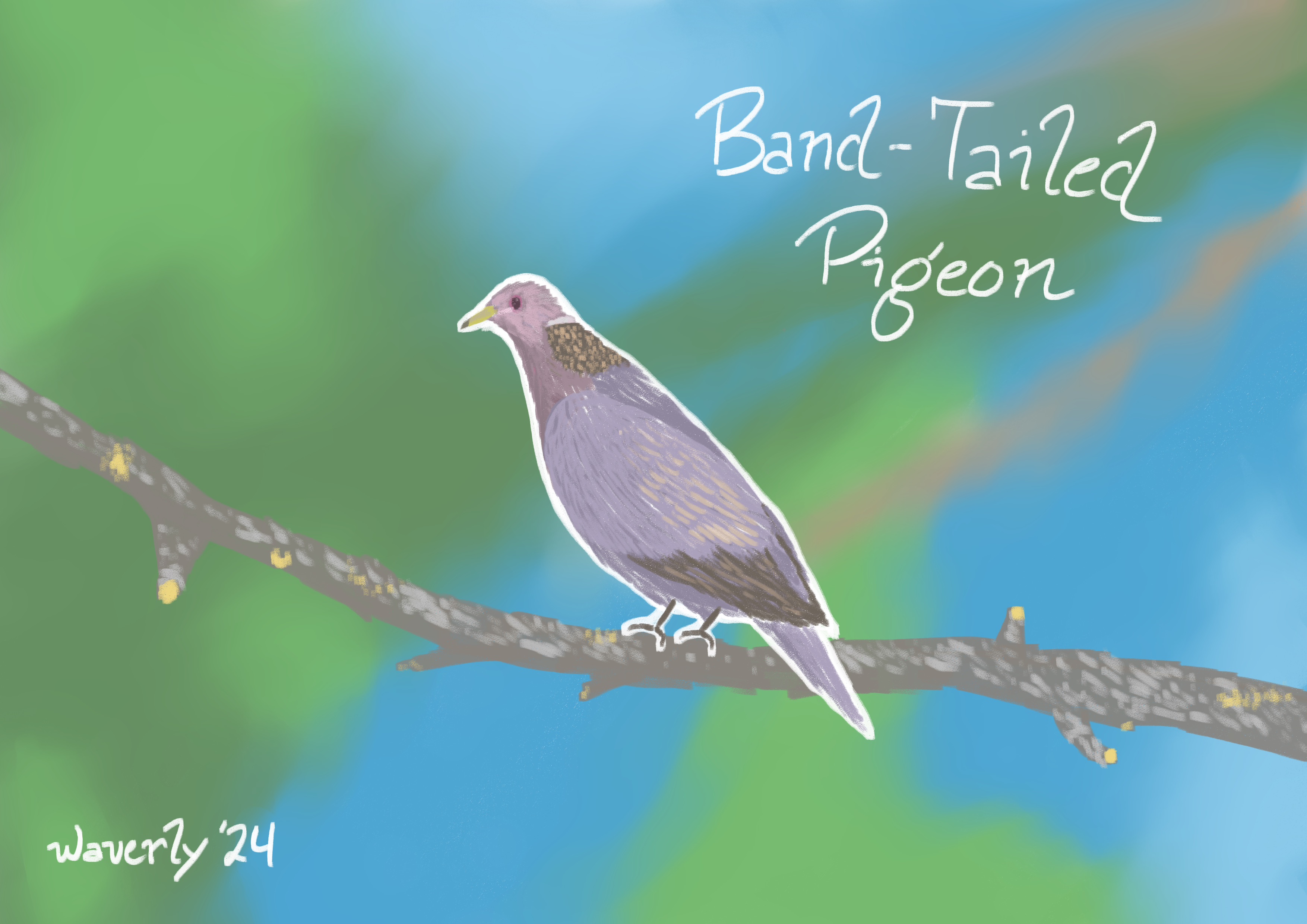 A sketch of a Band-Tailed Pigeon.  It has a short and lightly colored head, with some darker fluffier feathers on the back of the neck.  The wings form a sort of gradient going from light to dark at the tip, while the tail feathers carry the body color.  It is sitting on a long branch in a tree.