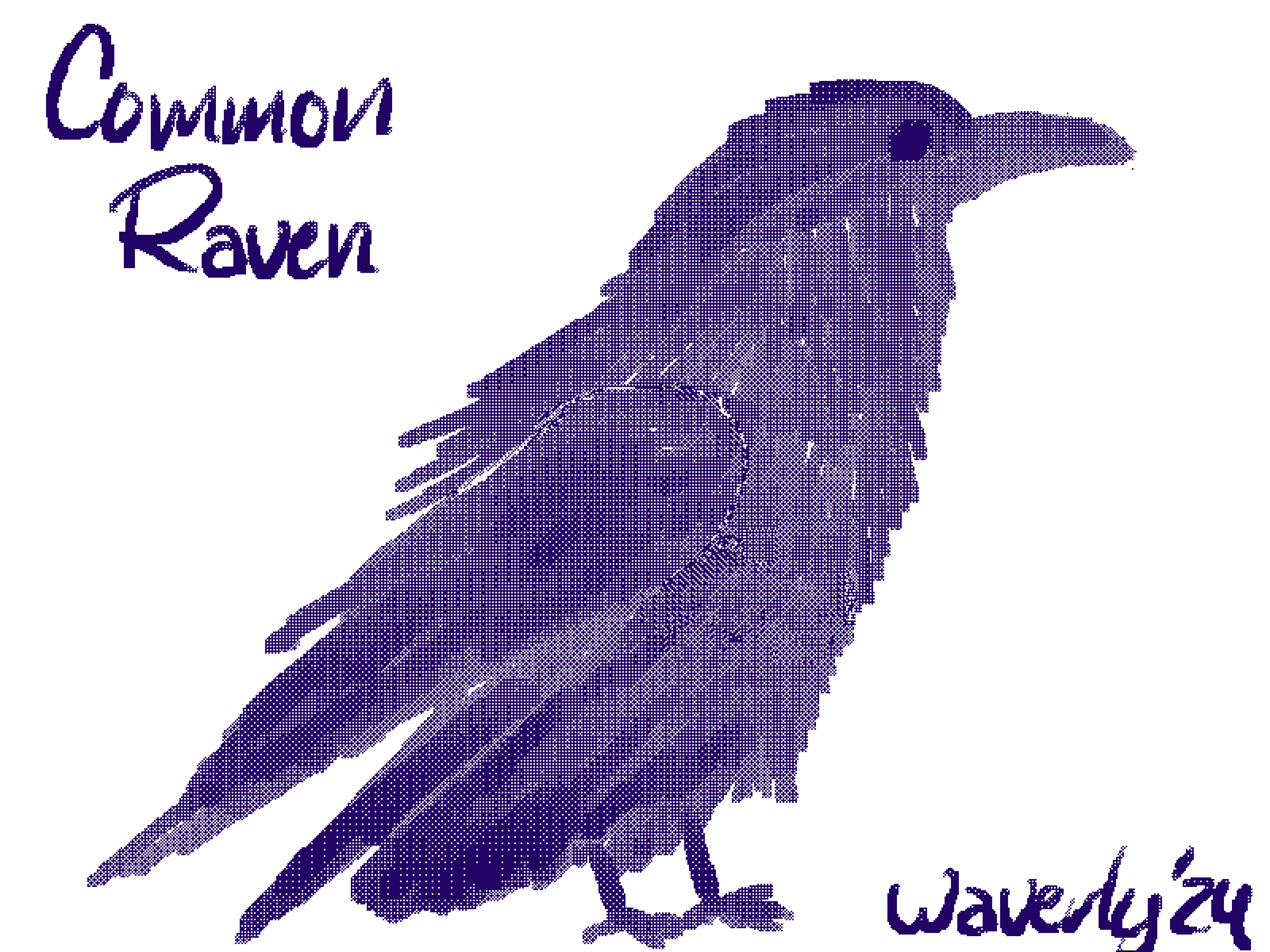 A rough sketch of a Common Raven.  It is looking to the side, showcasing its narrow head compared to the comparatively thick and long beak.  One wing is raised slightly as if it has just landed or is about to take off.