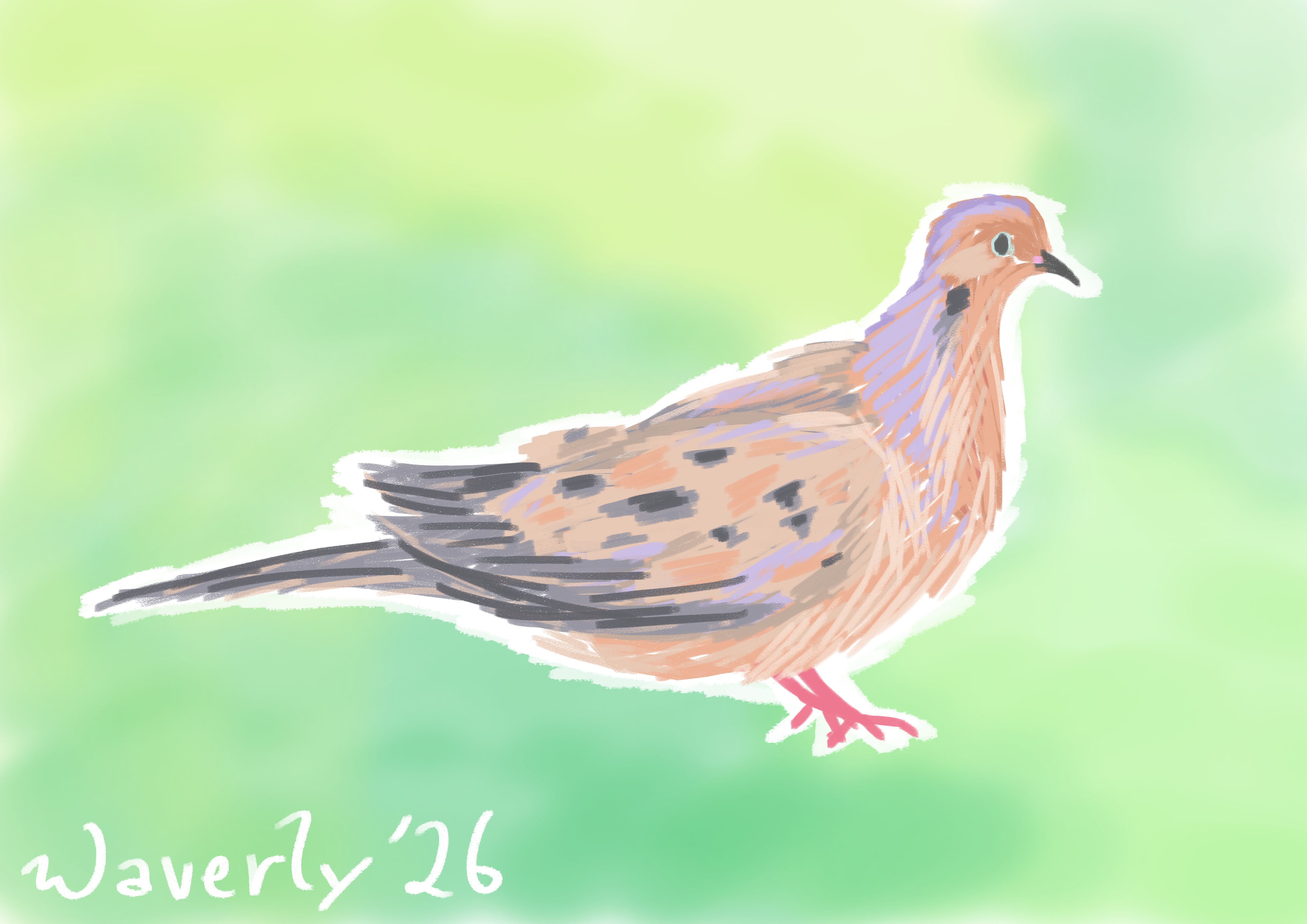 A Mourning Dove sitting in a field of green and teal, with a white outline around it.